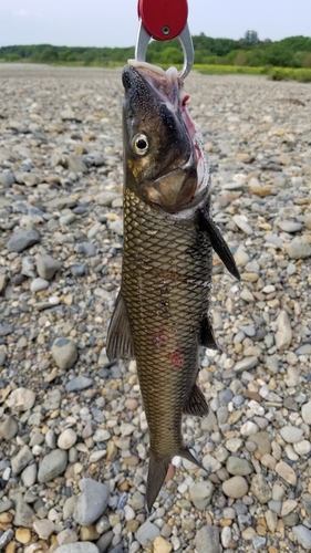 ニゴイの釣果