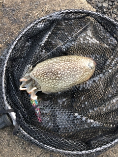 コウイカの釣果