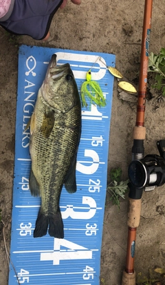 ブラックバスの釣果