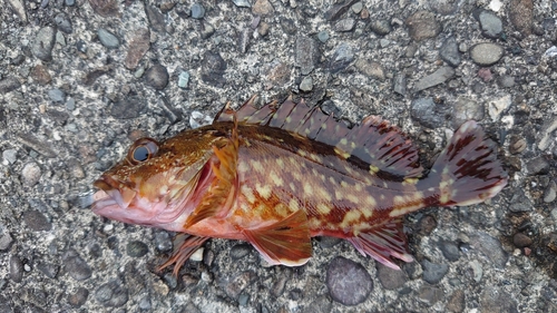 カサゴの釣果