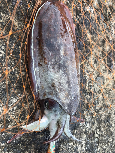 コウイカの釣果