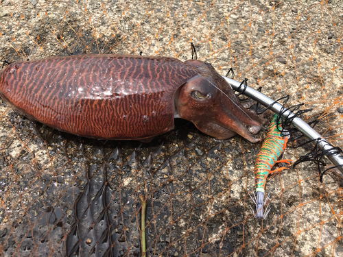 コウイカの釣果