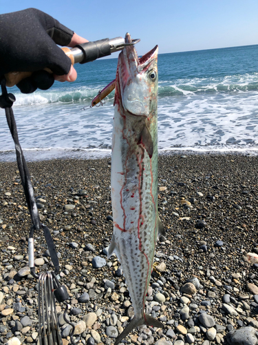 サワラの釣果