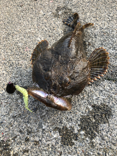 カジカの釣果