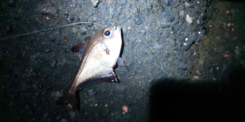 ハタンポの釣果