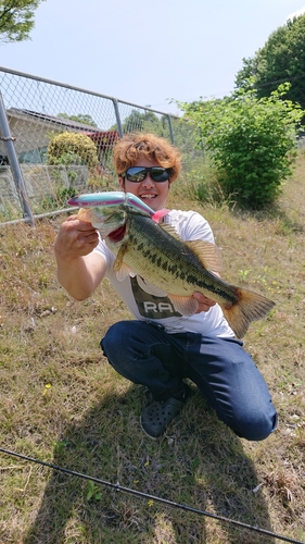 ブラックバスの釣果