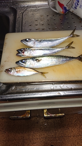 サバの釣果