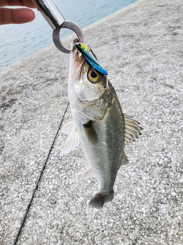 セイゴ（マルスズキ）の釣果