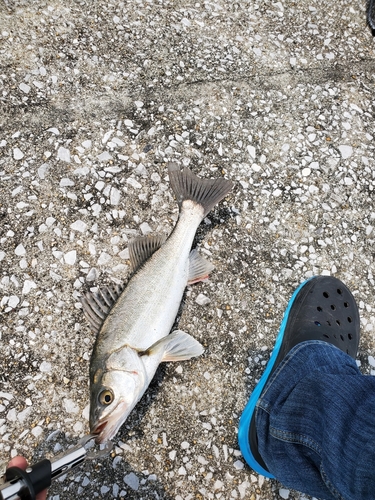 セイゴ（マルスズキ）の釣果