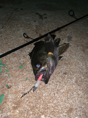 アカメバルの釣果