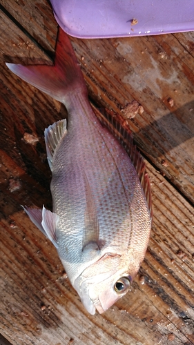 マダイの釣果