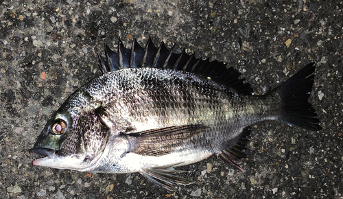 チヌの釣果