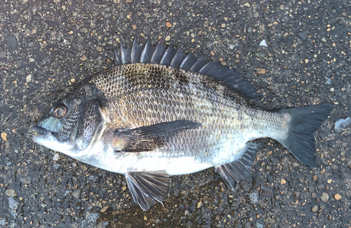 チヌの釣果