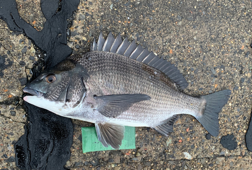 チヌの釣果