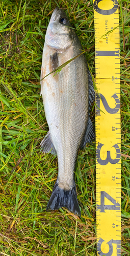 シーバスの釣果