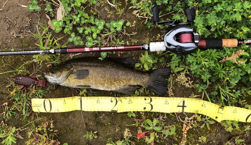 スモールマウスバスの釣果