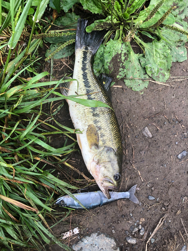 ブラックバスの釣果