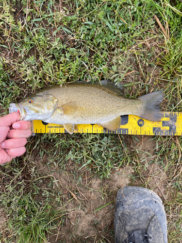 スモールマウスバスの釣果