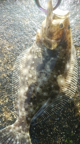 ヒラメの釣果