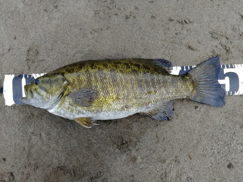 スモールマウスバスの釣果