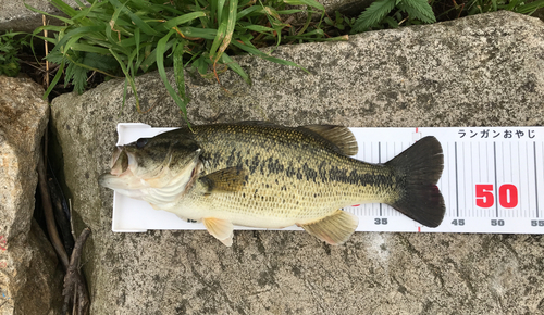 ブラックバスの釣果