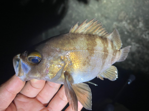 シロメバルの釣果