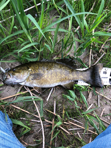 スモールマウスバスの釣果