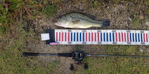 ラージマウスバスの釣果