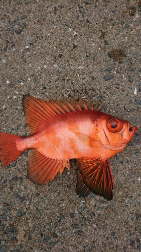 キントキダイの釣果