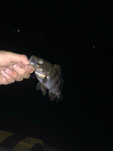 クロメバルの釣果