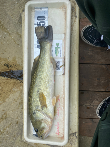 ブラックバスの釣果