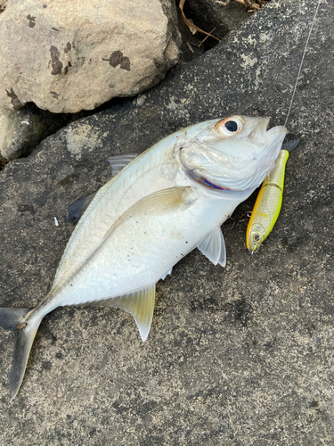 メッキの釣果