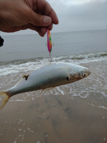 コノシロの釣果