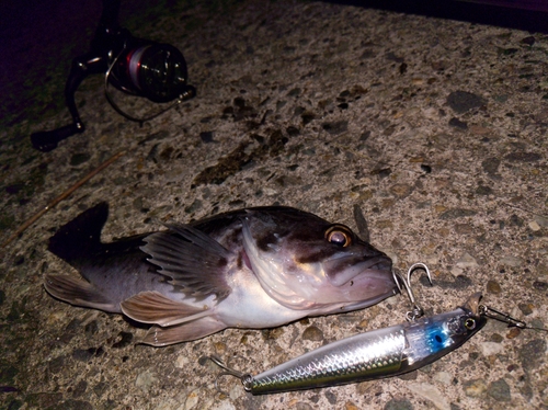 クロソイの釣果