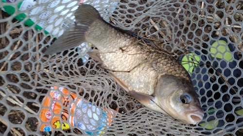 ヘラブナの釣果