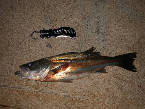 シーバスの釣果