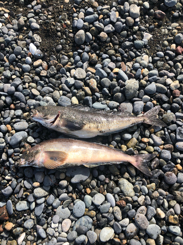 ホッケの釣果