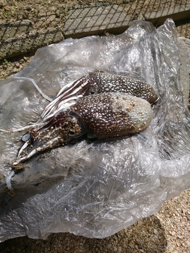 シリヤケイカの釣果