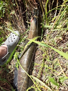 ライギョの釣果