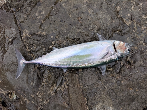 ソウダガツオの釣果