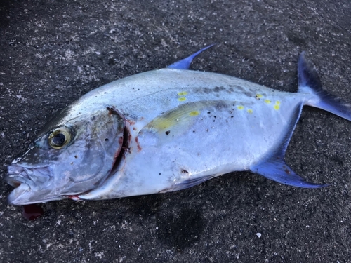 GTの釣果