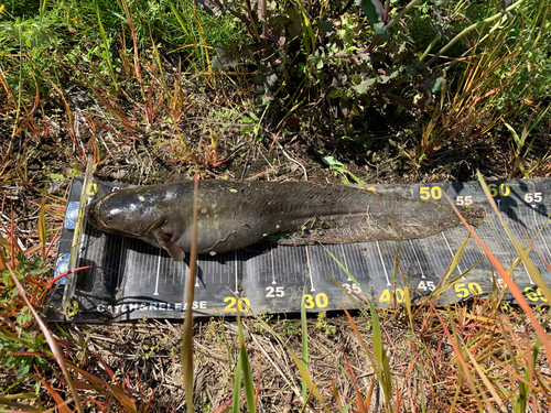 マナマズの釣果