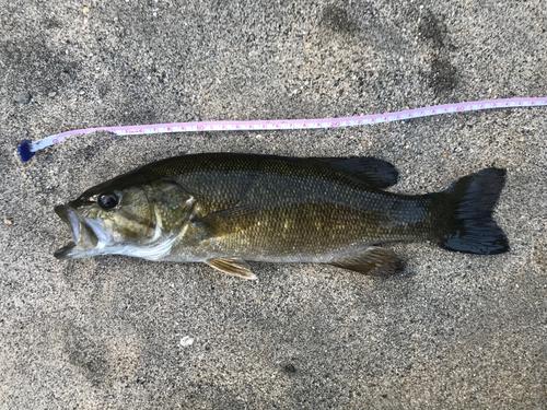 スモールマウスバスの釣果