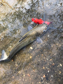 ナマズの釣果