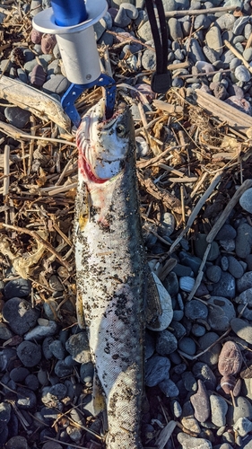 アメマスの釣果