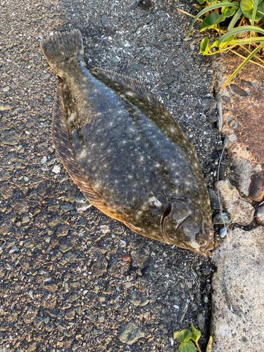 カレイの釣果