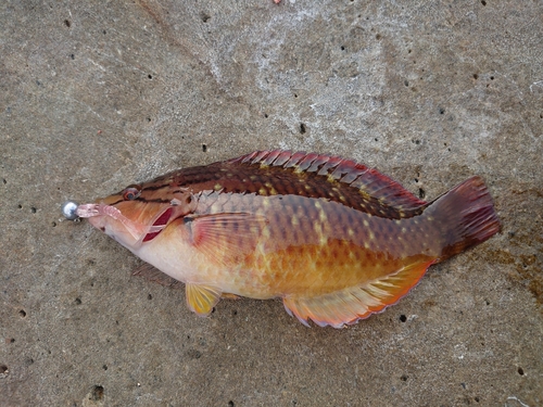 アカササノハベラの釣果