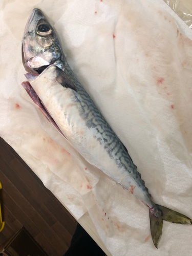 ゴマサバの釣果