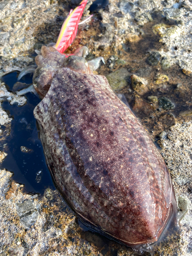 コウイカの釣果