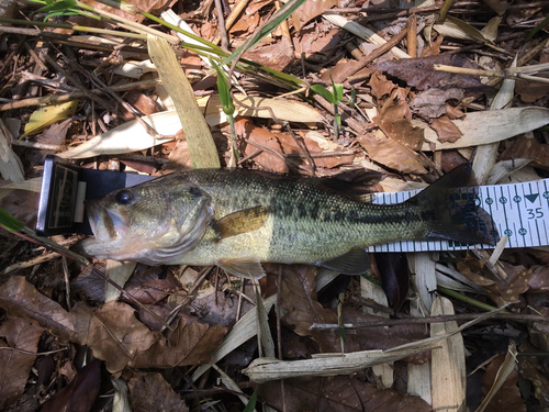 ブラックバスの釣果